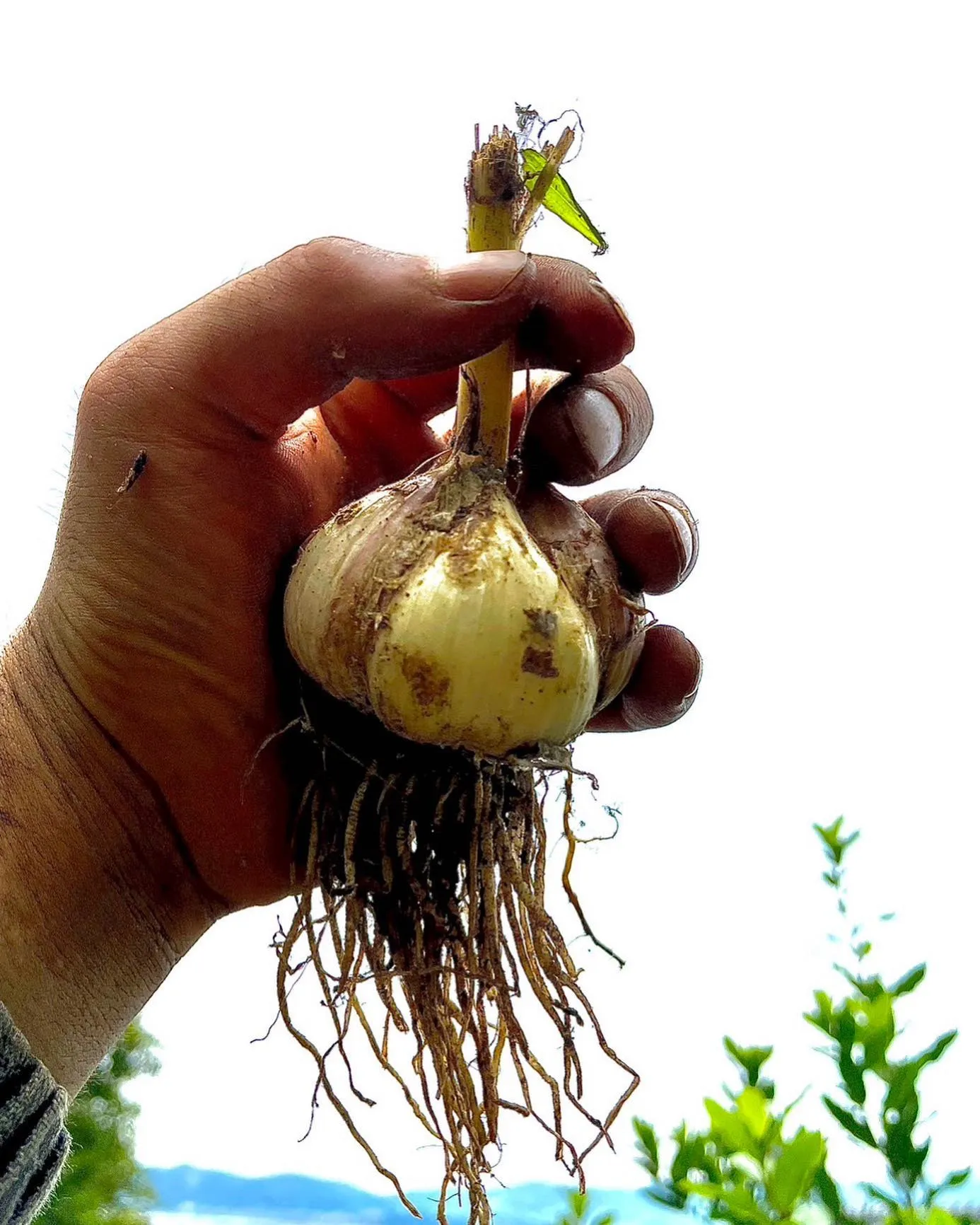 【無農薬ニンニク】